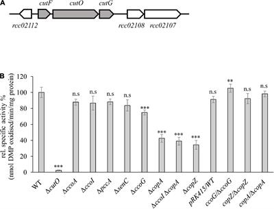 Maturation of Rhodobacter capsulatus Multicopper Oxidase CutO Depends on the CopA Copper Efflux Pathway and Requires the cutF Product